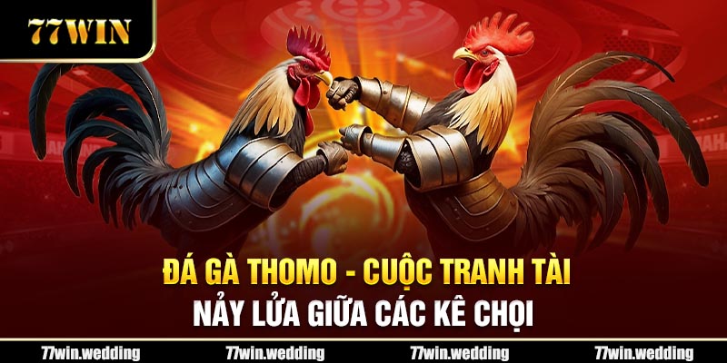 Đá Gà Thomo - Cuộc Tranh Tài Nảy Lửa Giữa Các Kê Chọi