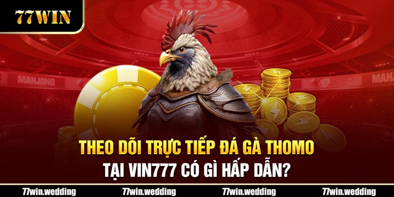 Theo dõi trực tiếp đá gà Thomo tại 77Win có gì hấp dẫn?