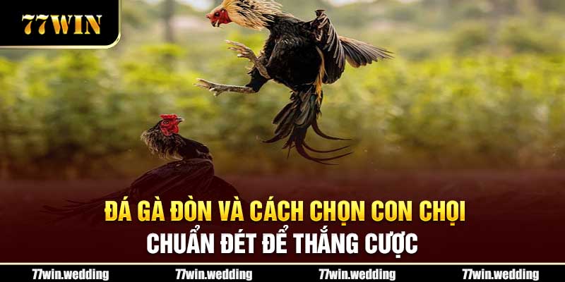 Đá Gà Đòn Và Cách Chọn Con Chọi Chuẩn Đét Để Thắng Cược